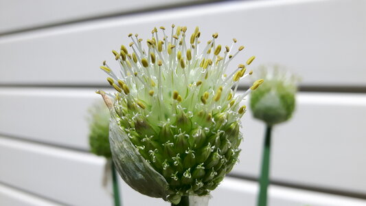blooming 'pijpenlook'