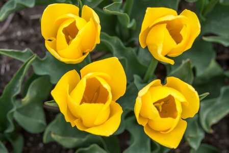 Four yellow tulips photo