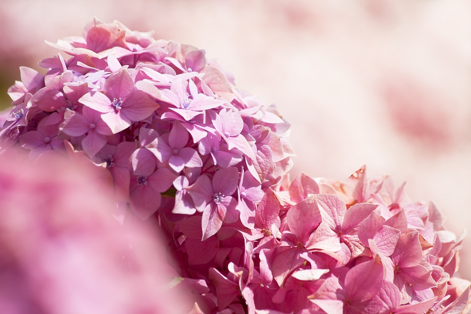 Hydrangea plants hydrangeaceae ornamental shrubs