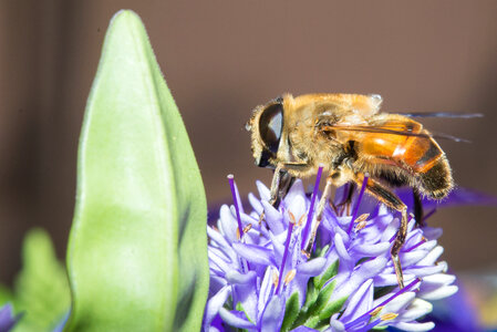 Macro bee photo