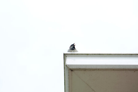 Sparrow on the roof photo