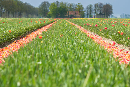 Mowed field of tulips