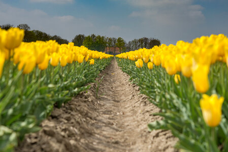 Field with yellow tulips