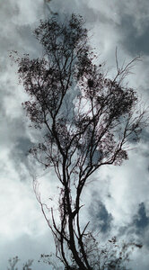 tree silhouette photo