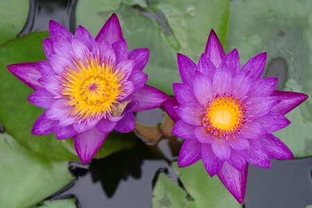 Water Lilies photo