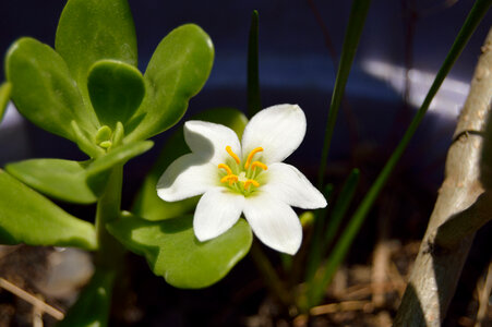 White flower photo