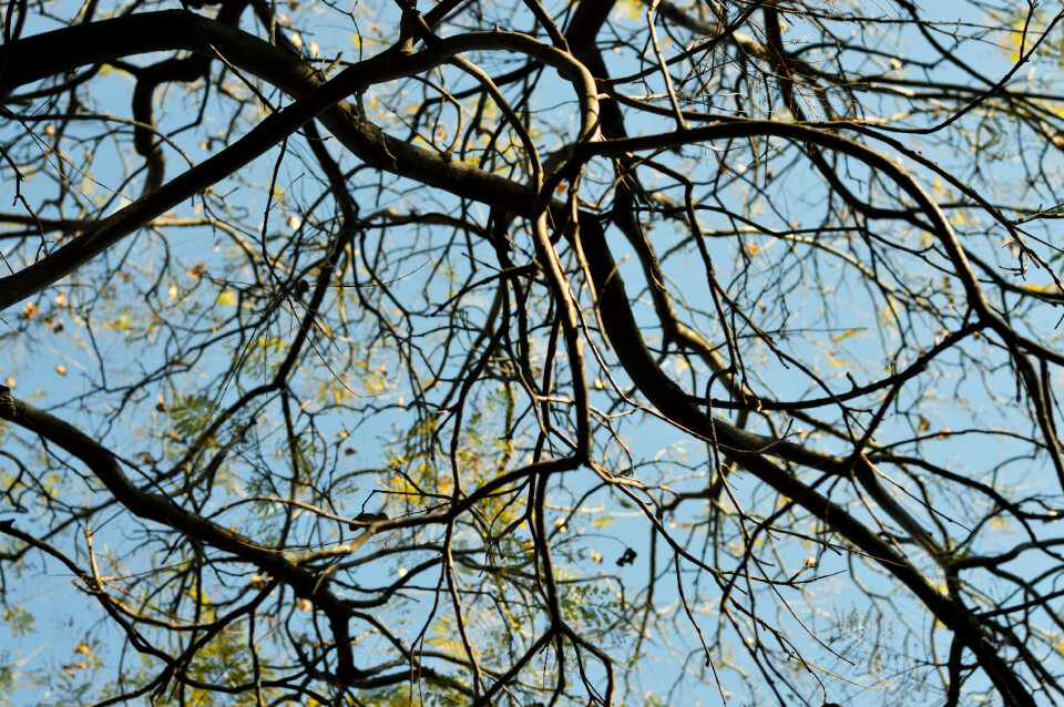 Tree branches photo