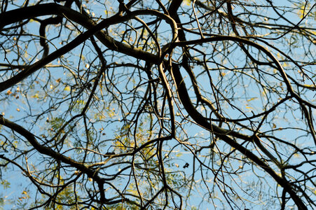 Tree branches photo