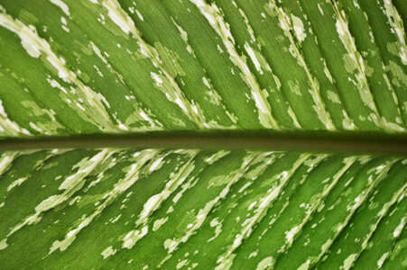 Leaf close up photo