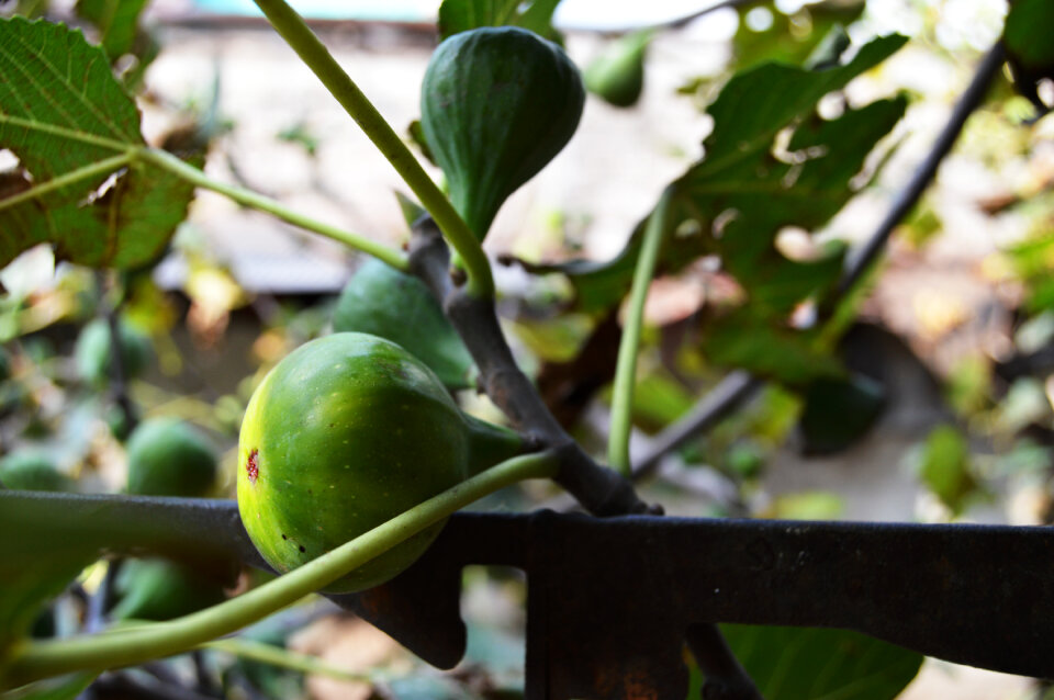 Figs