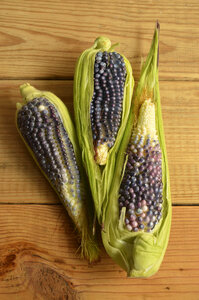 Blue ears of corn photo