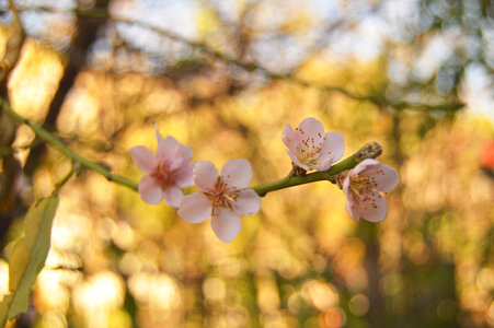 Blossom photo