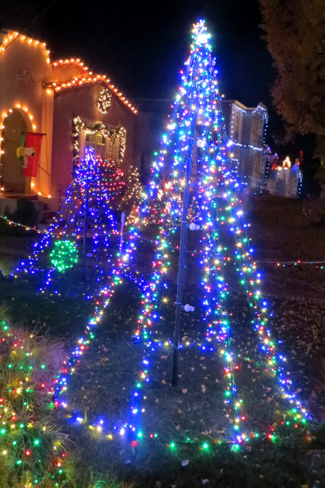 lighted Christmas trees