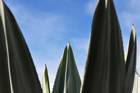 Agave photo