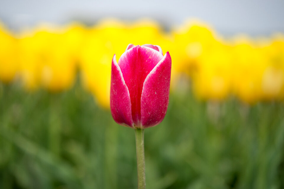 Red tulip photo