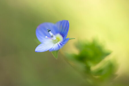 Blue flower