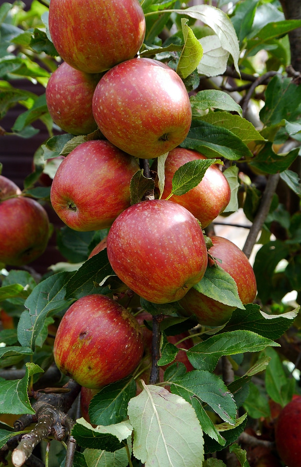 Food healthy organic
