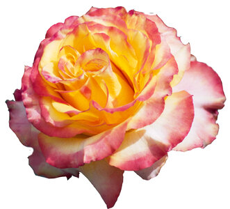 pink-and-yellow rose photo
