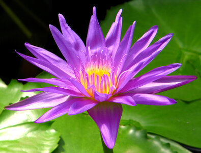 violet water lily photo