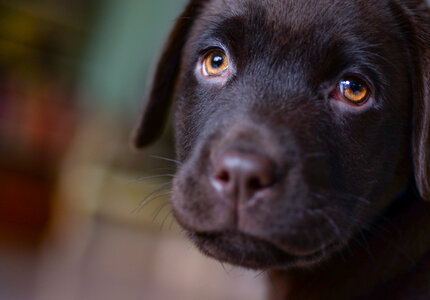 Sad looking Labrador photo