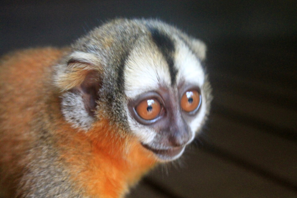 Curious little monkey 