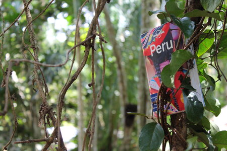 Lonely planet in the jungle photo