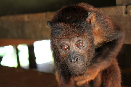 Monkey in the amazon jungle photo