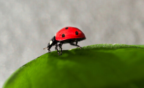 Ladybug walking on a leaf photo