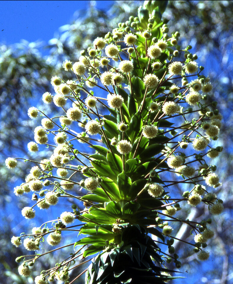 white Hawaiian flower photo