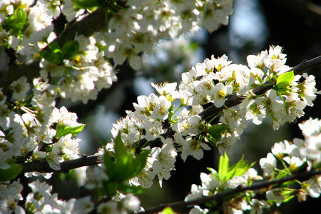 white fruit-tree blossoms 2 photo
