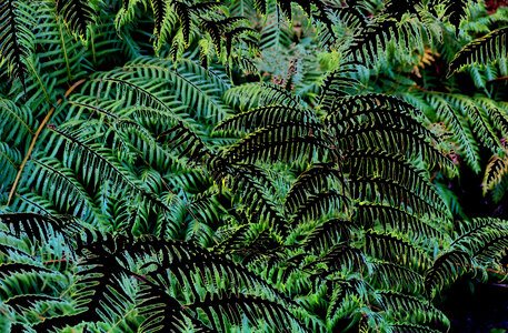 altered ferns photo