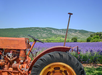Tractor in lavender field photo