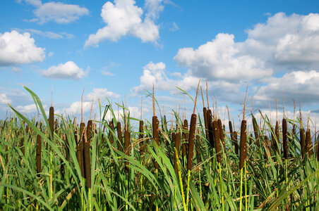 Waving reeds photo
