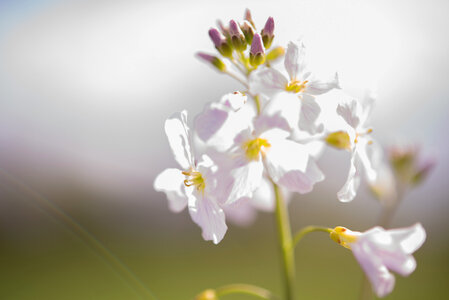Flowers in the Spring