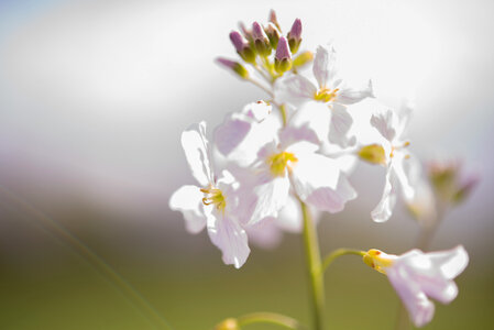 Flowers in the Spring photo