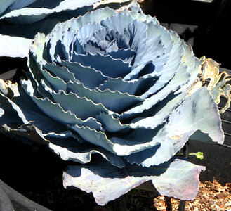 blue succulent rose