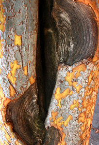 bark texture with curves photo