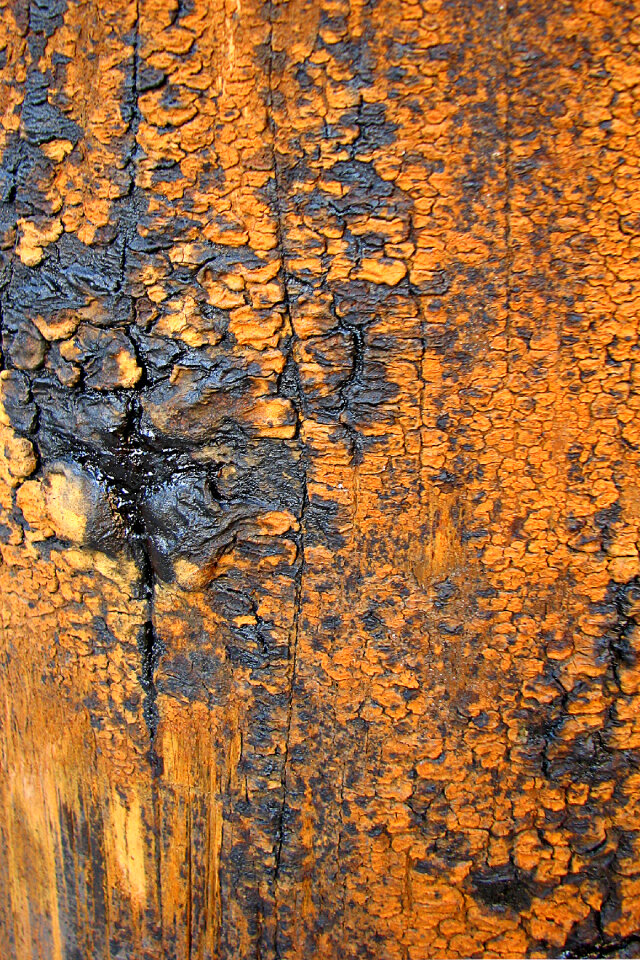 gray and orange bark photo