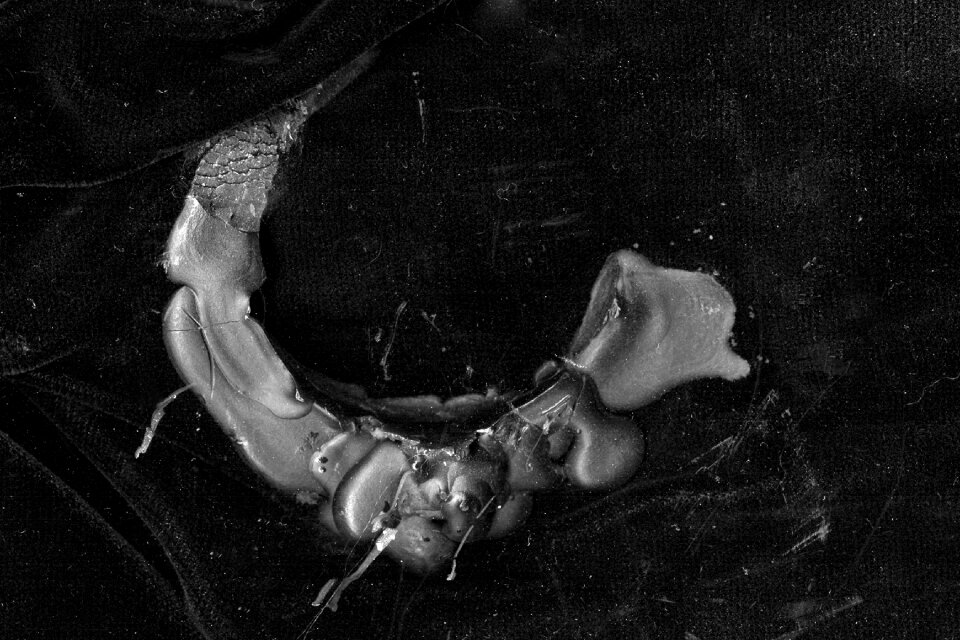 candle-wax creature