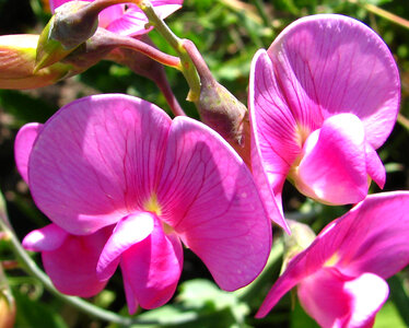 chaparral pea flowers photo
