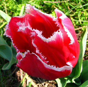 red-and-white fringed tulip 2 photo
