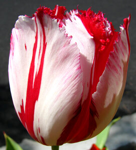 red-and-white fringed tulip 1 photo