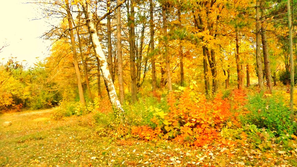 Golden autumn in the Park