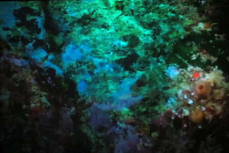 underwater texture photo