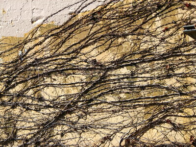 bare vines on wall photo