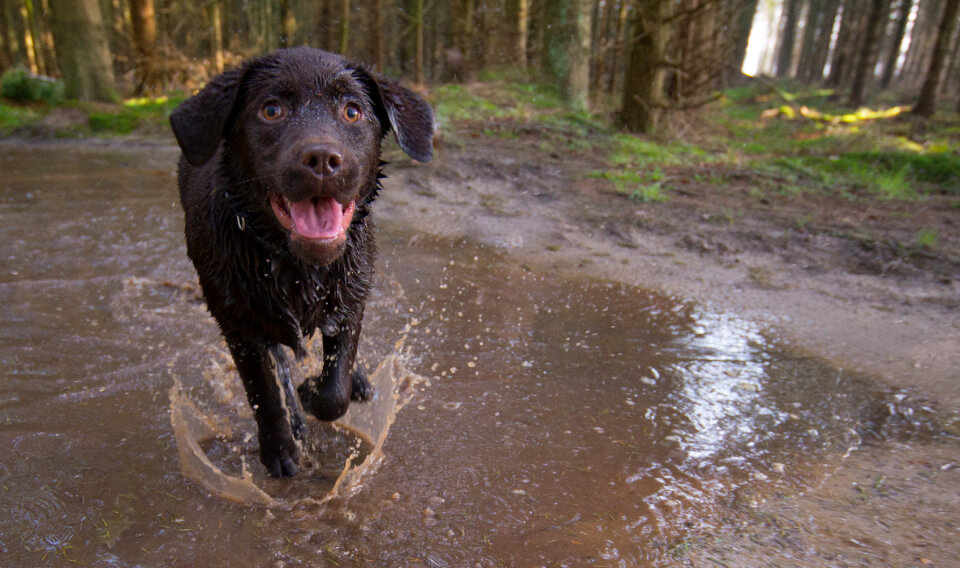 Dog having fun