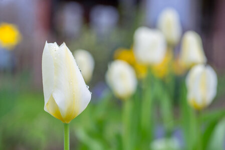 White tulip photo