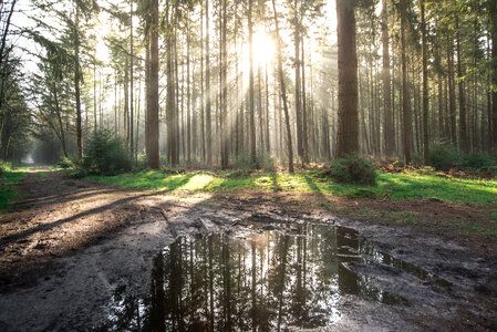 Sunny morning in the forest photo