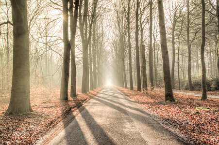 Misty road