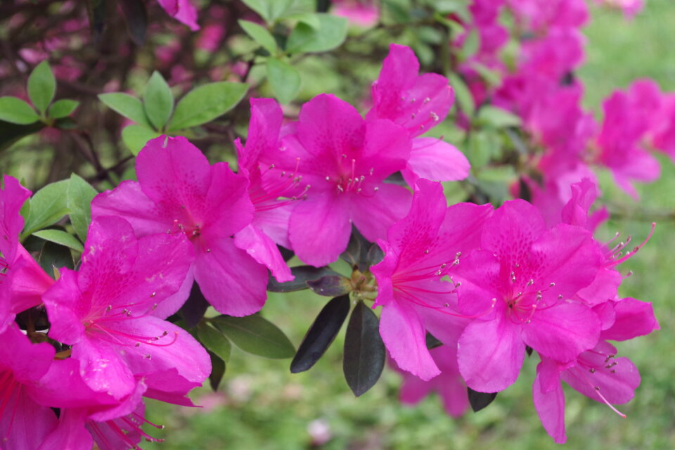 AZALEAS photo